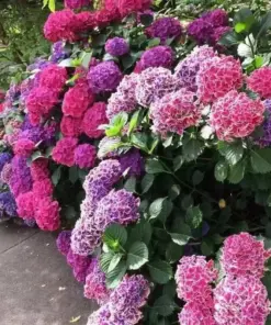 Hydrangea Flower Seeds - Exotic Ball Bloom Garden Plant - Perennial - 20 Seeds - Outdoor - Image 1