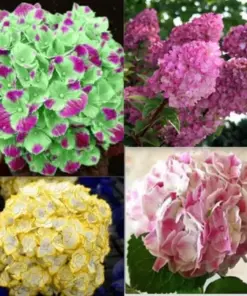 Hydrangea Seeds - 20 Exotic Rare Perennial Flowering Bush Seeds - Outdoor - Image 2