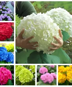 Hydrangea Seeds - 25PCS Rare Exotic Flowering Plant Seeds - Outdoor Perennial - Easy Grow - Image 3