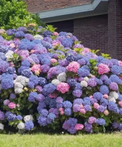 Hydrangea Seeds - 5 Perennial 3-in-1 Flower Bush Seeds - Garden Shrub Flowers - Image 3