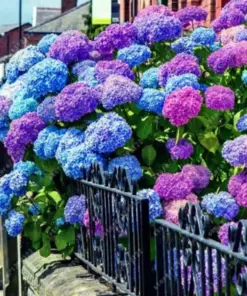 Hydrangea Seeds - Blue Violet Pink Flower Bush Plant - 20 Perennial Seeds - Outdoor - Image 1
