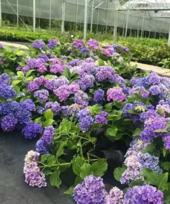 Hydrangea Seeds - Blue Violet Pink Flower Bush Plant - 20 Perennial Seeds - Outdoor - Image 4