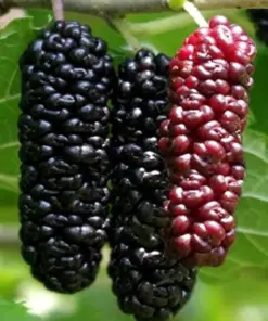 Illinois Everbearing Mulberry Seeds - Produce Fruit Quickly - 20 Pcs - USA Sourced - Image 2