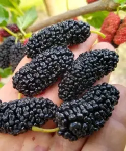 Illinois Everbearing Mulberry Tree Seeds - Fast Fruit Production - 20 Seeds - Indoor & Outdoor - Image 3