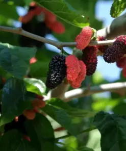 Illinois Everbearing Mulberry Tree Seeds - Fast Fruit Production - 20 Seeds - Indoor & Outdoor - Image 1