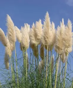 Ivory Pampas Grass Seeds - Tall Plume Grass - 25g Pack - Easy Grow Ornamental Grass - Image 2