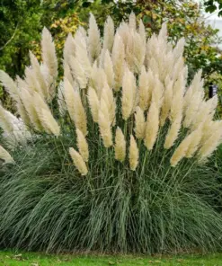 Ivory Pampas Grass Seeds - Tall Plume Grass - 25g Pack - Easy Grow Ornamental Grass - Image 4