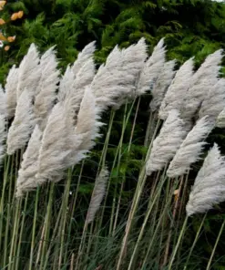 Ivory Pampas Grass Seeds - Tall Plume Grass - 25g Pack - Easy Grow Ornamental Grass - Image 5