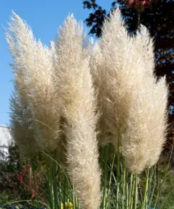 Ivory Pampas Grass Seeds - Tall Plume Grass - 25g Pack - Easy Grow Ornamental Grass - Image 1