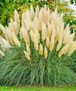 Ivory Pampas Grass Seeds - Tall Plume Plume Grass - Perennial Ornamental Grass Seeds - Very Easy to Grow - Indoor/Outdoor - Image 2
