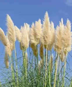 Ivory Pampas Grass Seeds - Tall Plume Plume Grass - Perennial Ornamental Grass Seeds - Very Easy to Grow - Indoor/Outdoor - Image 3