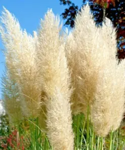 Ivory Pampas Grass Seeds - Tall Plume Plume Grass - Perennial Ornamental Grass Seeds - Very Easy to Grow - Indoor/Outdoor - Image 1