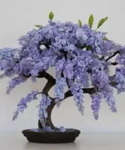 Jacaranda Mimosifolia Bonsai Tree Seeds - Blue Flamboyant - 10 Rare Seeds - Flowering - Image 1