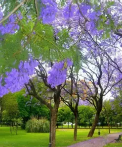 Jacaranda Mimosifolia Tree Seeds - Blue Flamboyant Flowering - 10 Seeds - Rare - Image 2