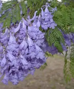 Jacaranda Mimosifolia Tree Seeds - Blue Flamboyant Flowering - 10 Seeds - Rare - Image 4
