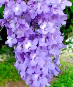 Jacaranda Mimosifolia Tree Seeds - Blue Flamboyant Flowering - 10 Seeds - Rare - Image 1