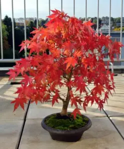 Japanese Maple Bonsai - Acer Palmatum Live Plant or Seeds - Indoor/Outdoor - Image 2