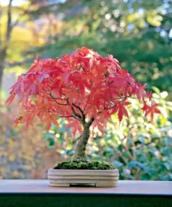 Japanese Maple Bonsai - Acer Palmatum Live Plant or Seeds - Indoor/Outdoor - Image 1