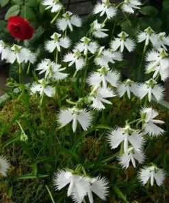 Japanese White Egret Orchid Flower Seeds - Rare Perennial - 50 Pcs - Indoor/Outdoor - Image 2