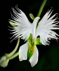 Japanese White Egret Orchid Flower Seeds - Rare Perennial - 50 Pcs - Indoor/Outdoor - Image 3