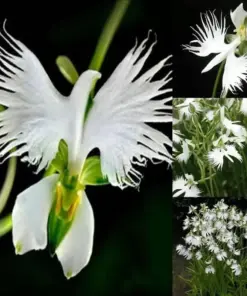 Japanese White Egret Orchid Flower Seeds - Rare Perennial - 50 Pcs - Indoor/Outdoor - Image 1