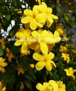 Jasminum mesnyi 'Sun Glo' Japanese Primrose Jasmine - 7 Cuttings - Hardy Yellow - Indoor/Outdoor - Image 10