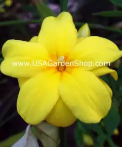 Jasminum mesnyi 'Sun Glo' Japanese Primrose Jasmine - 7 Cuttings - Hardy Yellow - Indoor/Outdoor - Image 1