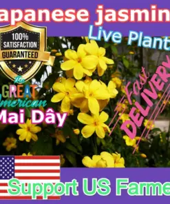 Jasminum mesnyi 'Sun Glo' Japanese Primrose Jasmine - 7 Cuttings - Hardy Yellow - Indoor/Outdoor - Image 2