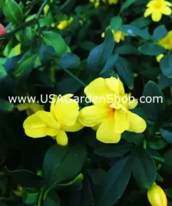 Jasminum mesnyi 'Sun Glo' Japanese Primrose Jasmine - 7 Cuttings - Hardy Yellow - Indoor/Outdoor - Image 3