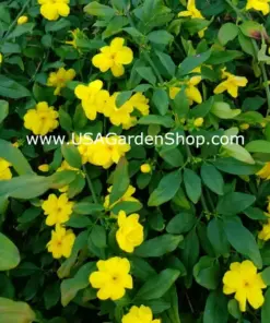 Jasminum mesnyi 'Sun Glo' Japanese Primrose Jasmine - 7 Cuttings - Hardy Yellow - Indoor/Outdoor - Image 5