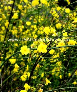 Jasminum mesnyi 'Sun Glo' Japanese Primrose Jasmine - 7 Cuttings - Hardy Yellow - Indoor/Outdoor - Image 7