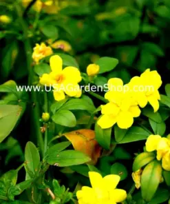 Jasminum mesnyi 'Sun Glo' Japanese Primrose Jasmine - 7 Cuttings - Hardy Yellow - Indoor/Outdoor - Image 8