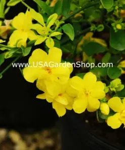 Jasminum mesnyi 'Sun Glo' Japanese Primrose Jasmine - 7 Cuttings - Hardy Yellow - Indoor/Outdoor - Image 9