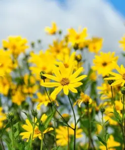 Jerusalem Artichoke Sunchoke Seeds - Helianthus Tuberosus Yellow Flower - 20 Seeds - Perennial Vegetable - Image 2