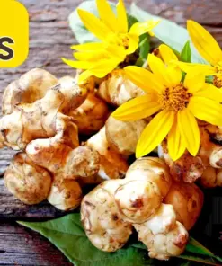 Jerusalem Artichoke Sunchoke Seeds - Helianthus Tuberosus Yellow Flower - 20 Seeds - Perennial Vegetable - Image 1