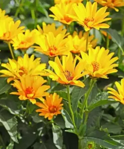 Jerusalem Artichoke Sunchoke Tuber - Helianthus Tuberosus - Yellow Flower - 1 Tuber - Outdoor - Image 3