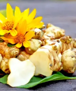 Jerusalem Artichoke Tubers - Sunchoke Sunroot Helianthus Tuberosus - Yellow Flower - 4 Tubers - Outdoor Perennial - Image 1