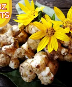 Jerusalem Artichoke Tubers - Sunchokes Roots - Live Plant/Edible - 16oz - Image 1