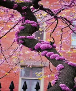 Judas Tree Seeds (Cercis siliquastrum) - Mediterranean Redbud Flowers - Fast Growing, Hardy Zone 4 - Tree Seeds - Image 2