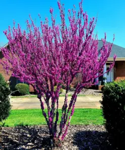 Judas Tree Seeds (Cercis siliquastrum) - Mediterranean Redbud Flowers - Fast Growing, Hardy Zone 4 - Tree Seeds - Image 3