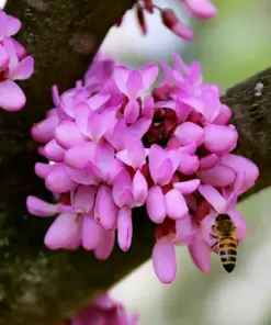 Judas Tree Seeds (Cercis siliquastrum) - Mediterranean Redbud Flowers - Fast Growing, Hardy Zone 4 - Tree Seeds - Image 4