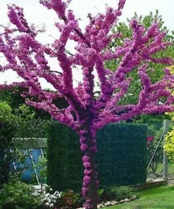 Judas Tree Seeds (Cercis siliquastrum) - Mediterranean Redbud Flowers - Fast Growing, Hardy Zone 4 - Tree Seeds - Image 1