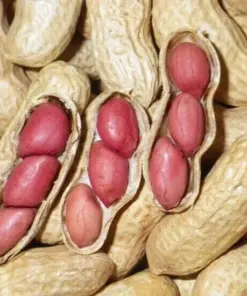 Jumbo Bailey Virginia Peanut Seeds - Vegetable Seeds - 113g Pack - Outdoor Planting - Image 2