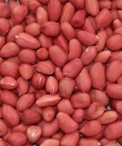 Jumbo Peanut Seeds - Non-GMO Heirloom for Planting - 50+ Seeds - Full Sun - Image 1