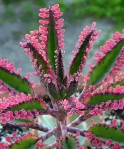 Kalanchoe Pink Butterflies Seeds - Pink Mother of Thousands Rare Succulent Plant Seeds - 25 Seeds - Indoor/Outdoor - Image 1