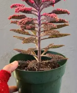 Kalanchoe Pink Butterflies Seeds - Pink Mother of Thousands Rare Succulent Plant Seeds - 25 Seeds - Indoor/Outdoor - Image 3