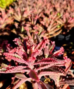 Kalanchoe Pink Butterflies Seeds - Rare Pink Mother of Thousands Succulent - 15+ Seeds - Indoor/Outdoor - Image 2
