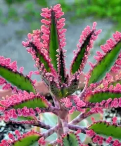Kalanchoe Pink Butterflies Seeds - Rare Pink Mother of Thousands Succulent - 15+ Seeds - Indoor/Outdoor - Image 1