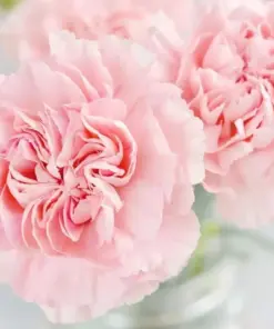 La France Carnation Flower Seeds - Non-GMO - 30+ Seeds - Indoor/Outdoor - Image 1