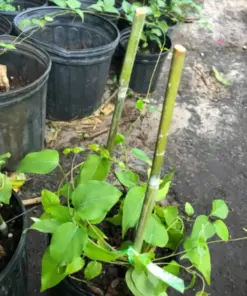 La Giang Sour Creeper Seeds - Climbing Vine Seeds - Very Easy to Grow - Rang Dong RADO Pack - Image 4